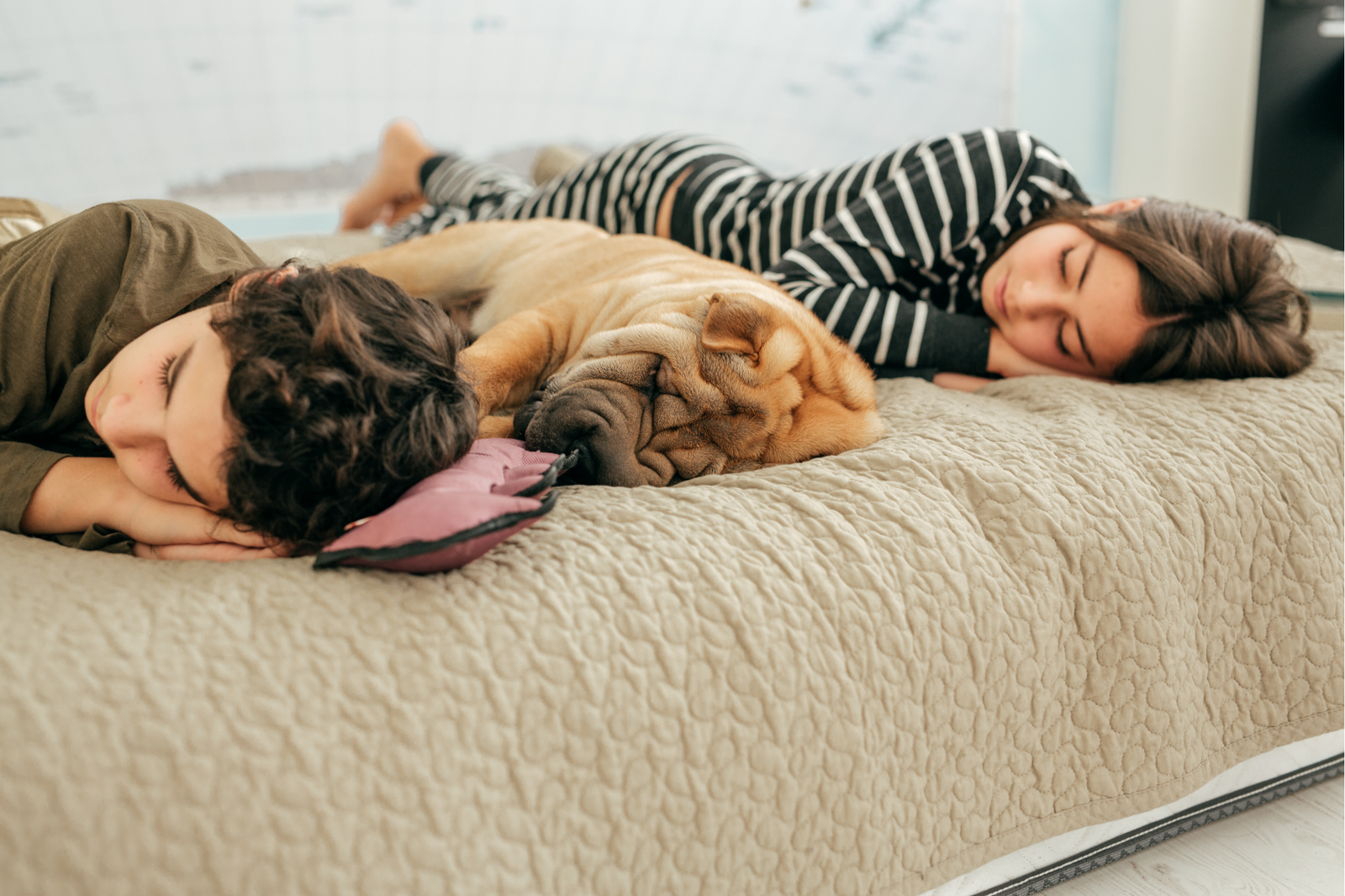 Should I Be Concerned if My Dog Snores?