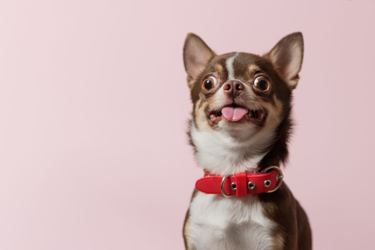 Dog sticking tongue out in a funny way