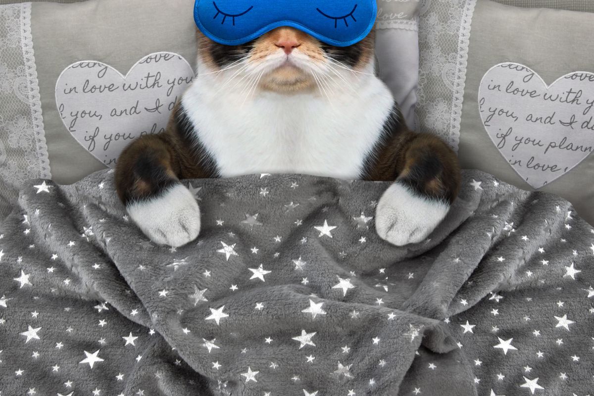 cute cat with sleep mask in bed