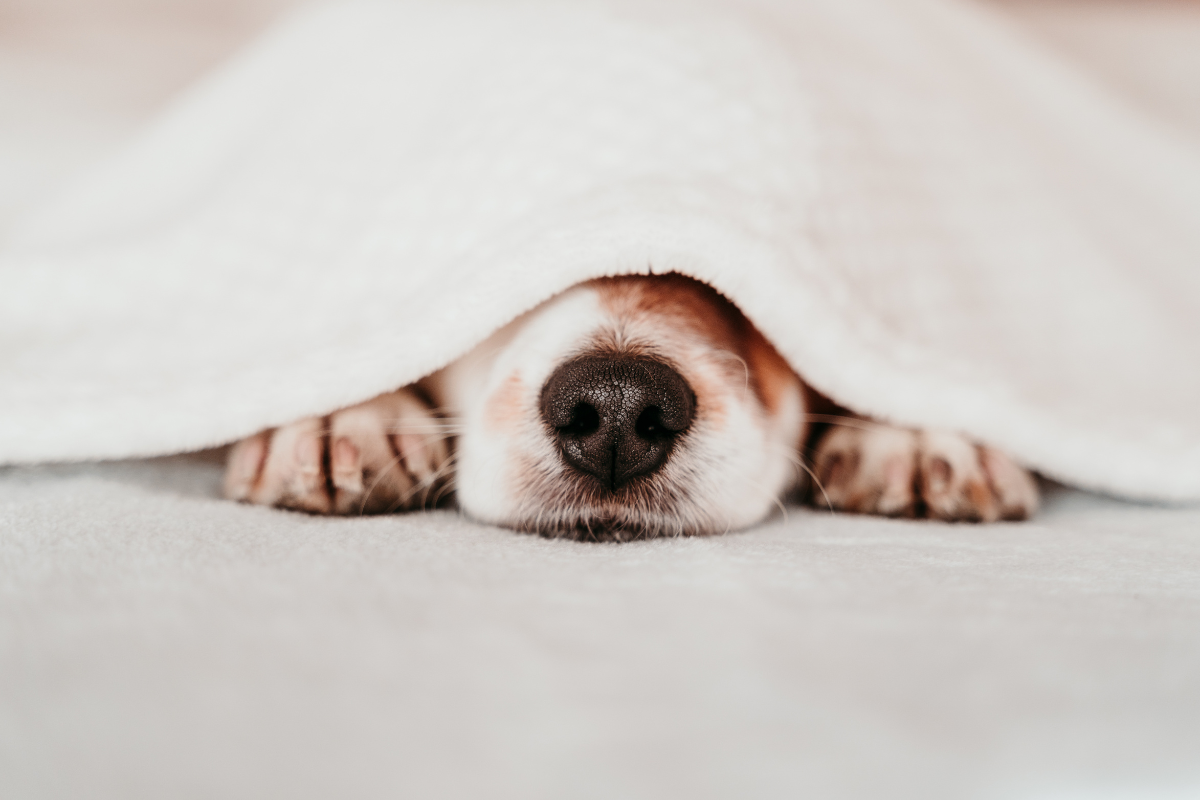 Can animals sense sleep apnea?