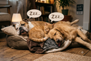 A sleeping bulldog, an orange tabby cat, and a golden retriever piled together in a dog bed with "Zzz.." speech bubbles, in a cozy living room.