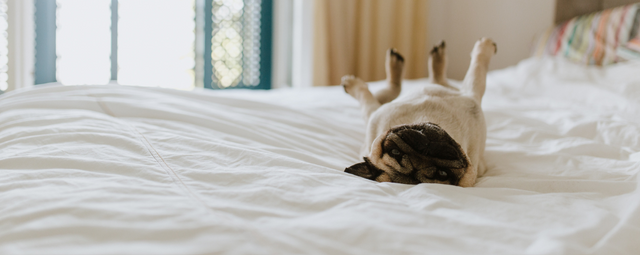 pug upside down on bed