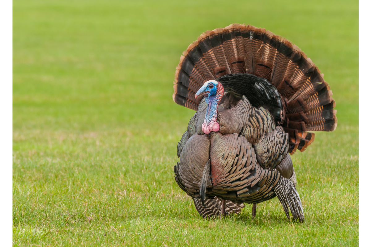 wild turkey standing on grass