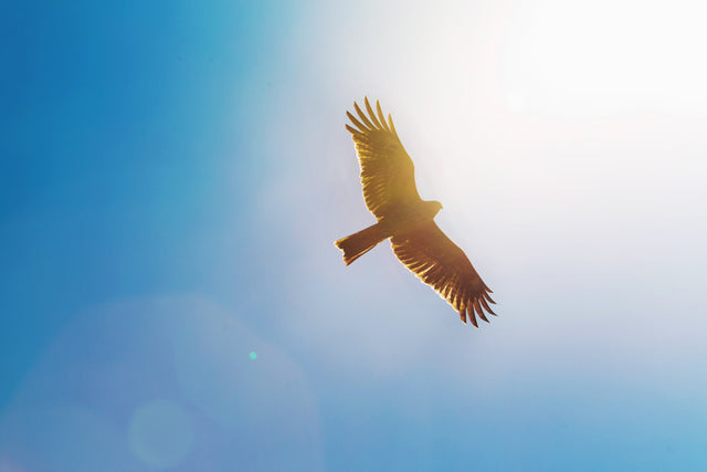 How to Become an Early Bird